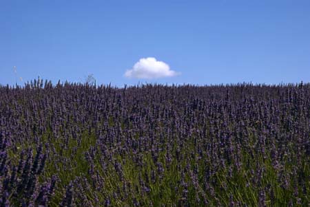 Lavender land: Provence, France - JBLArts photography