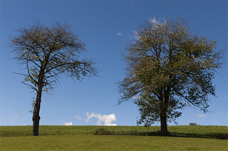 Two trees in early autumn on blue sky and green grass - JBLArts photography