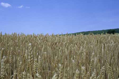 A field of spikes in Roussignol, France - JBLArts photography