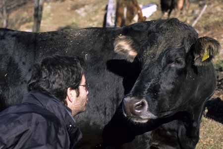 Jvan photographer face to face with a black cow - JBLArts photography