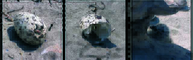 From the egg to the nestling - JBLArts photography