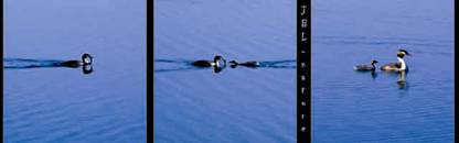 Crested grebe that catches a fish, feeds its baby and swims together - JBLArts photography