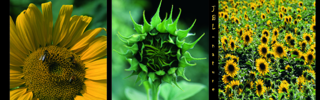 Three picture of sunflower from bud to open flower - JBLArts photography