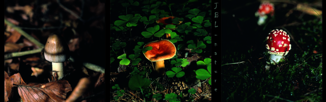 Three different mushrooms - JBLArts photography