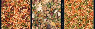 Three types of legume mix - JBLArts photography