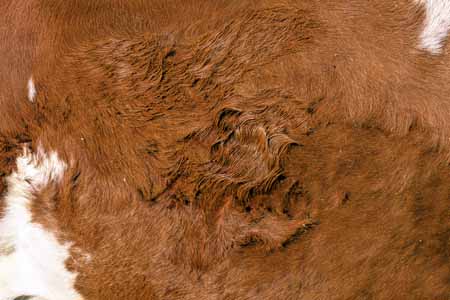 A cow's lick on a cow's pelt- JBLArts photography