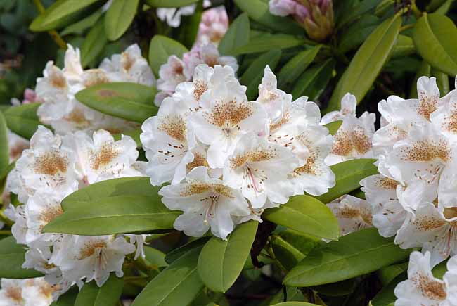 White Rhododendron - The Gardens of Trauttmansdorff Castle, Meran, JBLArts photography
