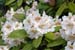 White Rhododendron - The Gardens of Trauttmansdorff Castle, Meran, JBLArts photography