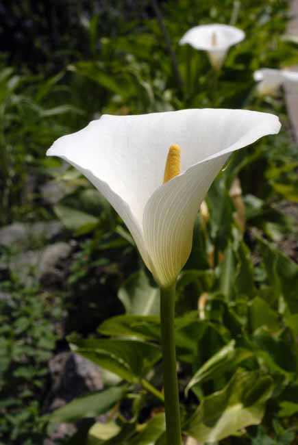 Calla - The Gardens of Trauttmansdorff Castle, Meran, JBLArts photography