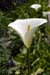 Calla - The Gardens of Trauttmansdorff Castle, Meran, JBLArts photography