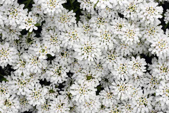 Symphony in white - The Gardens of Trauttmansdorff Castle, Meran, JBLArts photography