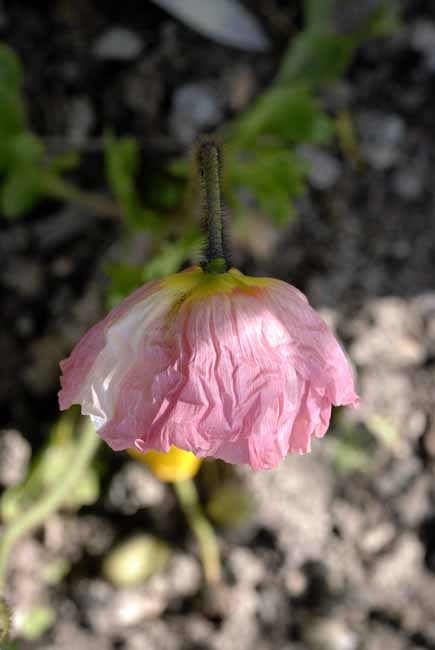 Pink poppy - The Gardens of Trauttmansdorff Castle, Meran, JBLArts photography