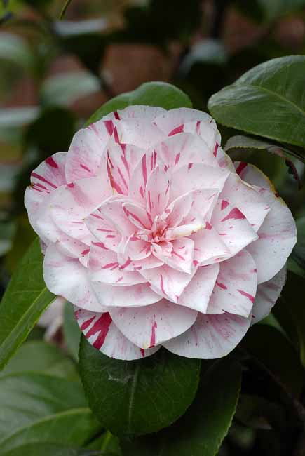 Begonia - The Gardens of Trauttmansdorff Castle, Meran, JBLArts photography