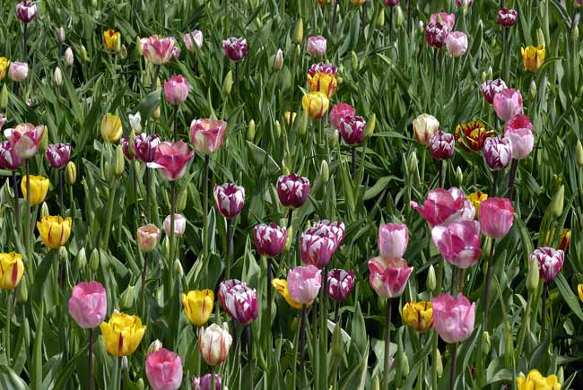 United colours of Nature - The Gardens of Trauttmansdorff Castle, Meran, JBLArts photography