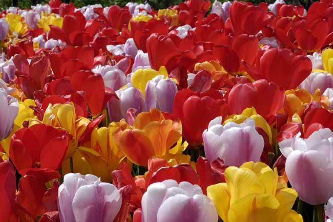 Tulip crowd - The Gardens of Trauttmansdorff Castle, Meran, JBLArts photography