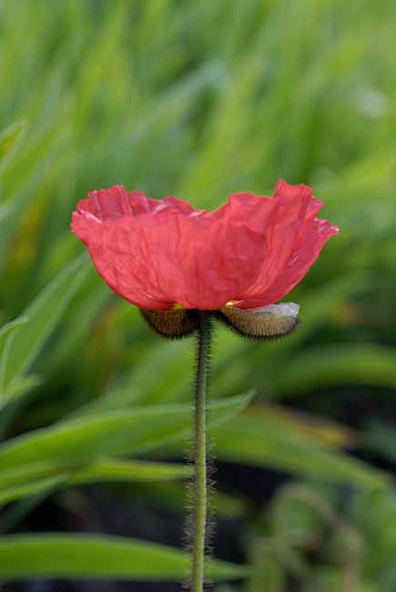 Red Poppy (Papaver) - The Gardens of Trauttmansdorff Castle, Meran, JBLArts photography