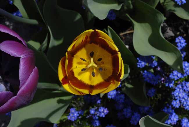 In the middle - The Gardens of Trauttmansdorff Castle, Meran, JBLArts photography