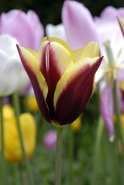 Variegated tulip - The Gardens of Trauttmansdorff Castle, Meran, JBLArts photography