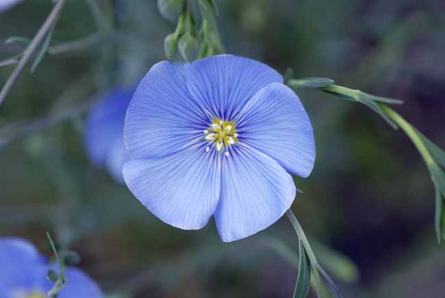 Linen flower - The Gardens of Trauttmansdorff Castle, Meran, JBLArts photography