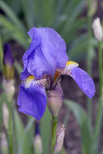 Iris - The Gardens of Trauttmansdorff Castle, Meran, JBLArts photography