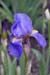 Iris - The Gardens of Trauttmansdorff Castle, Meran, JBLArts photography