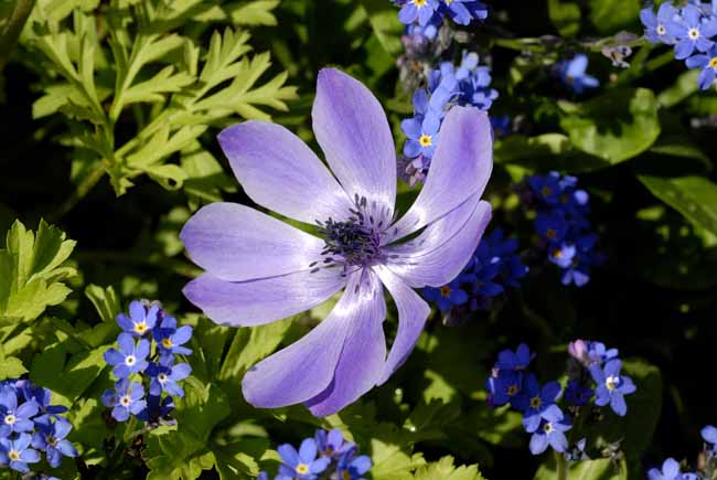 Forget-me-not and forgotten violet flower - The Gardens of Trauttmansdorff Castle, Meran, JBLArts photography