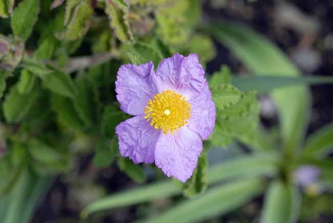 Crumpled - The Gardens of Trauttmansdorff Castle, Meran, JBLArts photography