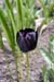 Black tulip - The Gardens of Trauttmansdorff Castle, Meran, JBLArts photography
