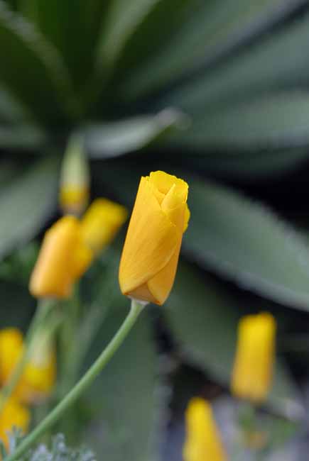 From bud... - The Gardens of Trauttmansdorff Castle, Meran, JBLArts photography