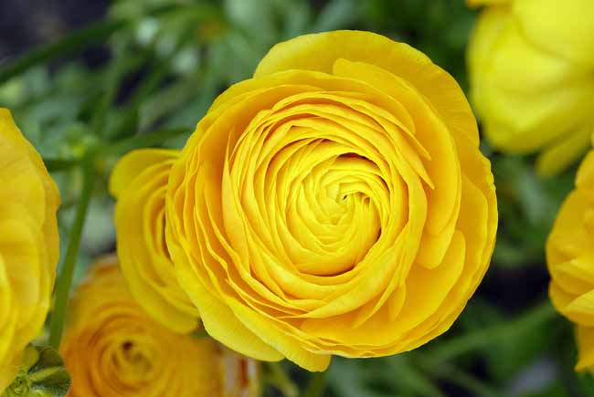 Buttercup (Ranunculus) - The Gardens of Trauttmansdorff Castle, Meran, JBLArts photography