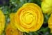 Buttercup (Ranunculus) - The Gardens of Trauttmansdorff Castle, Meran, JBLArts photography