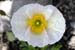 White Poppy (Papaver) - The Gardens of Trauttmansdorff Castle, Meran, JBLArts photography