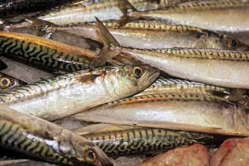 White and strips - Rialto's fish-market in Venice, JBLArts photography