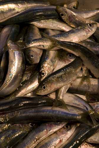 Silver fish - Rialto's fish-market in Venice, JBLArts photography