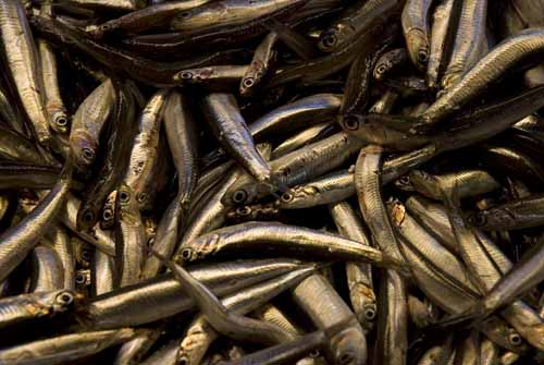 Silver fish - Rialto's fish-market in Venice, JBLArts photography