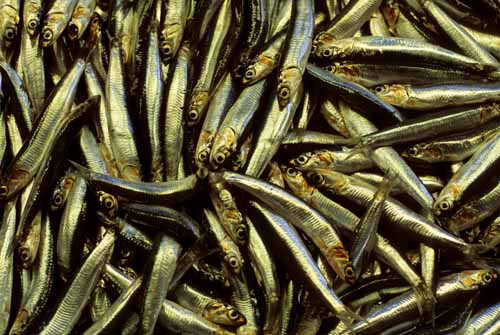 Silver fish - Rialto's fish-market in Venice, JBLArts photography