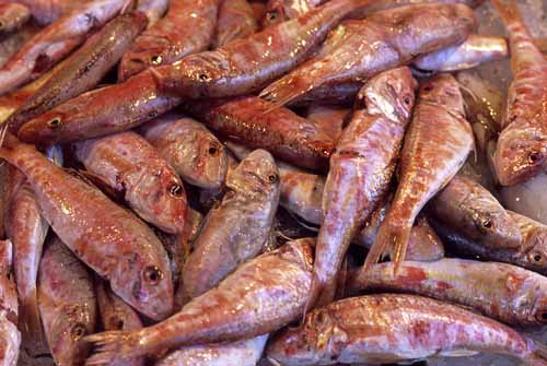 Red and eyes - Rialto's fish-market in Venice, JBLArts photography