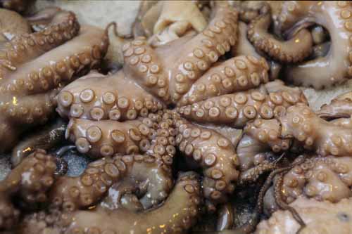 Octopus - Rialto's fish-market in Venice, JBLArts photography