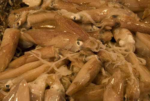 Squids - Rialto's fish-market in Venice, JBLArts photography