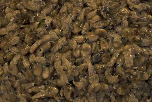 Mini cuttlefishes - Rialto's fish-market in Venice, JBLArts photography