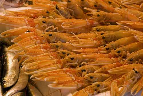 Scampi platoon - Rialto's fish-market in Venice, JBLArts photography