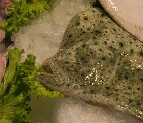 Turbot - Rialto's fish-market in Venice, JBLArts photography