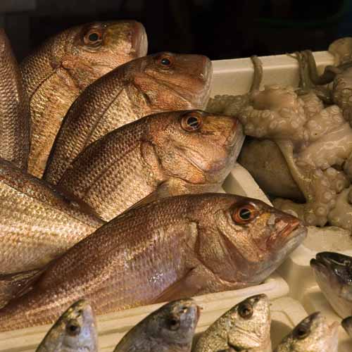Fish fan - Rialto's fish-market in Venice, JBLArts photography