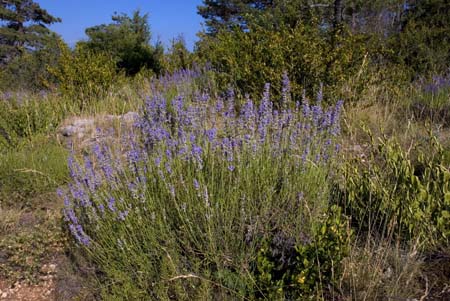 A natural lavender plant - Lavender land, Provence, JBLArts photography
