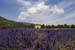 Lavender and house - Lavender land, Provence, JBLArts photography