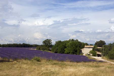 Lavender and house - Lavender land, Provence, JBLArts photography