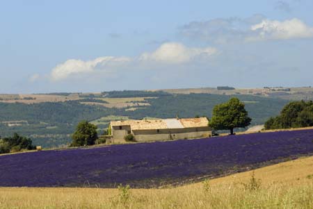 Lavender and house - Lavender land, Provence, JBLArts photography