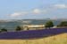 Lavender and house - Lavender land, Provence, JBLArts photography