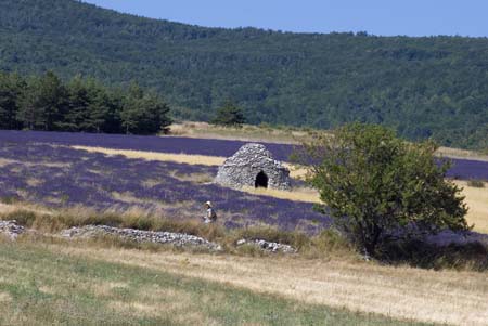Lavender and borie - Lavender land, Provence, JBLArts photography
