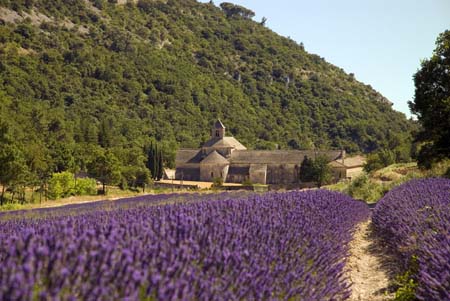 Lavender and Senanque Abbey - Lavender land, Provence, JBLArts photography